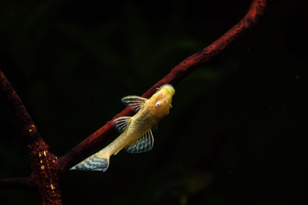 Gold Pleco******.jpg