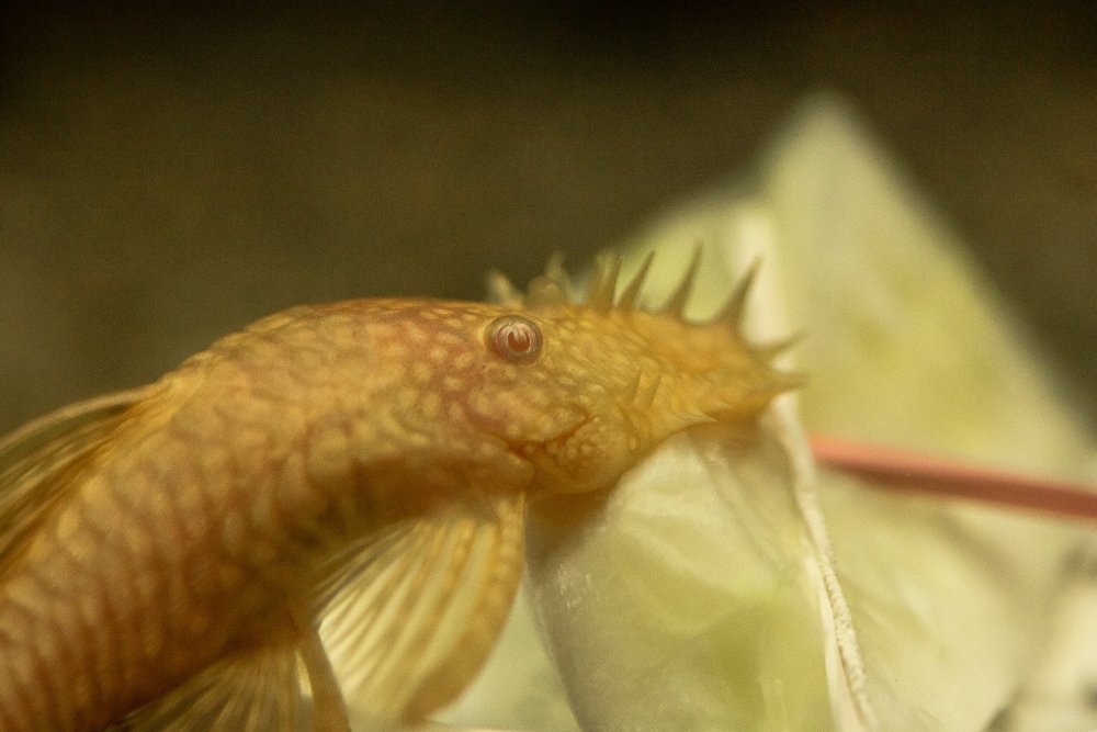 _Pleco_Sept_2019__2_Closeup.thumb.jpg.4de1eebeca4a7f0ec3f9764a6fbc66d5.jpg