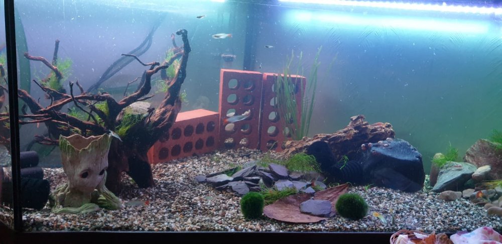 shrimptopia.jpg