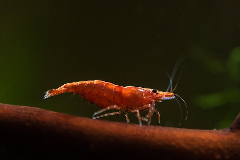 13804875_RedCherryShrimp.jpg.b66eb658f82fcb5b854febd7ce84c98d.jpg