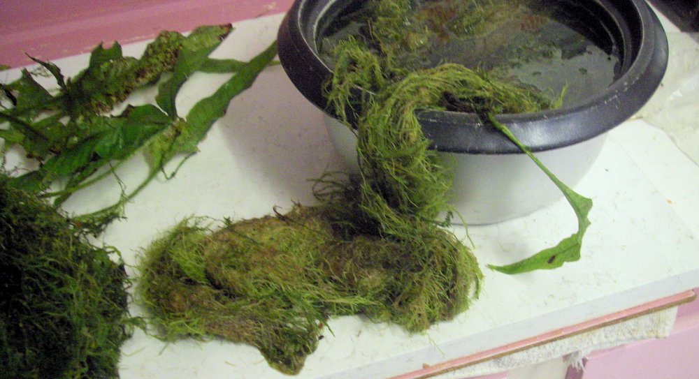 PLANT 1.jpg