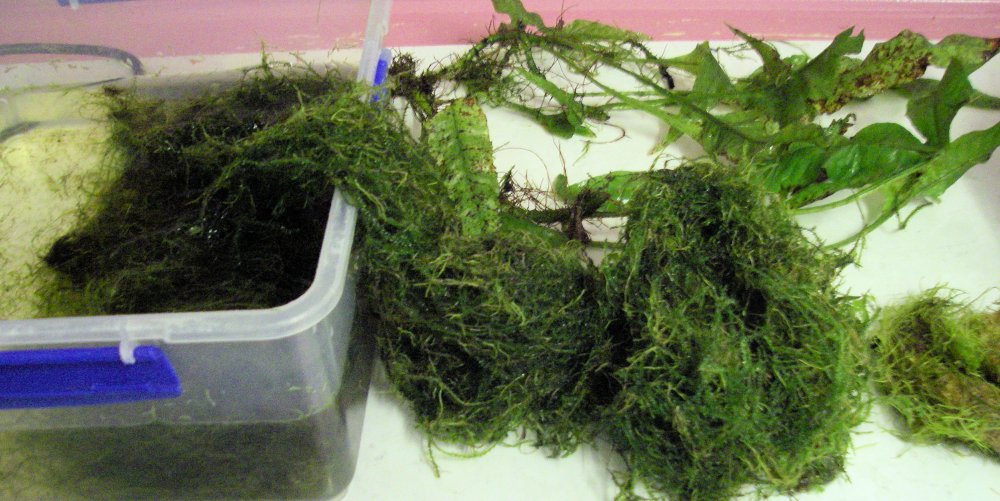 PLANT 2.jpg