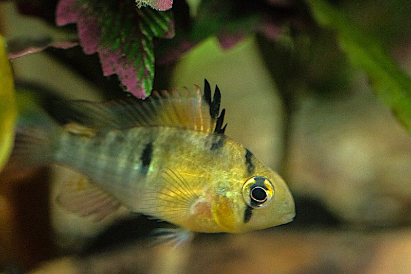 763329662_BreedingcolourRam.jpg.91471b97bb4e9f0896bdaa69cd43b4f1.jpg