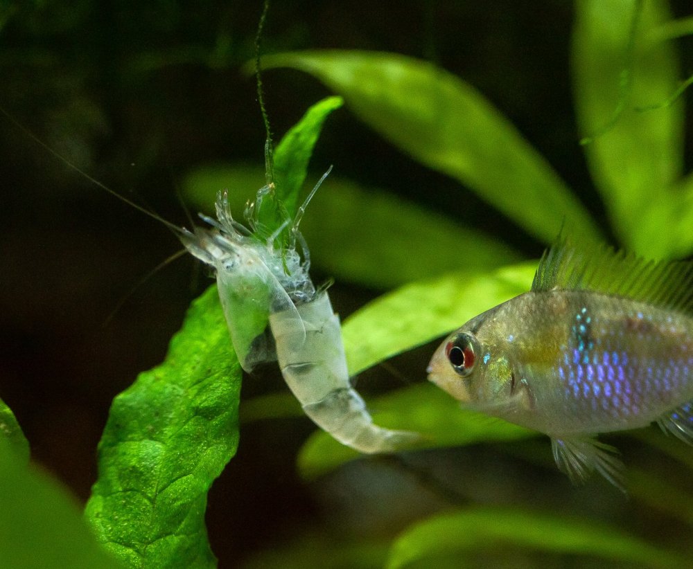 Ram checking out Molt copy.jpg