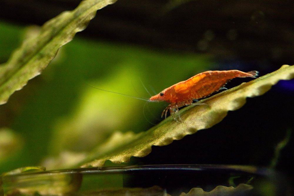 Cherry_Shrimp_Bowl_April.thumb.jpg.702e402f6cd63bd3bfbfa0ed69c122f5.jpg