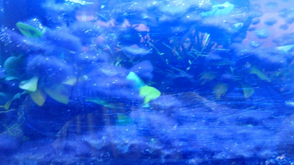 IMG_20191124_144126.thumb.jpg.f91b97d8fd8dea548948ed6b4ea71fbf.jpg