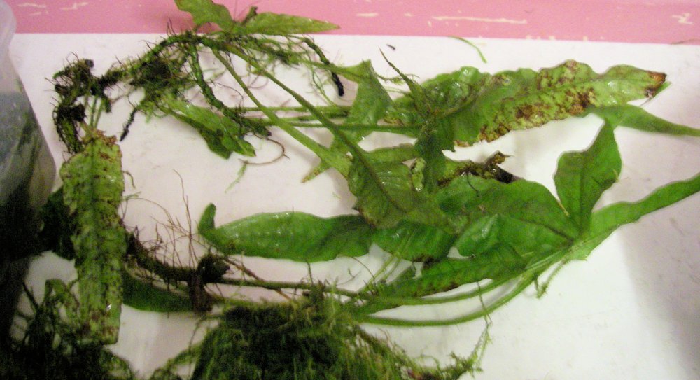 PLANT.jpg