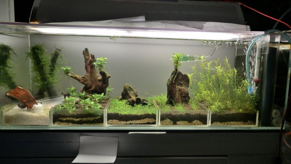 shrimptank.thumb.jpg.358e4faa8ea9c623cd54a1eb93bf049e.jpg