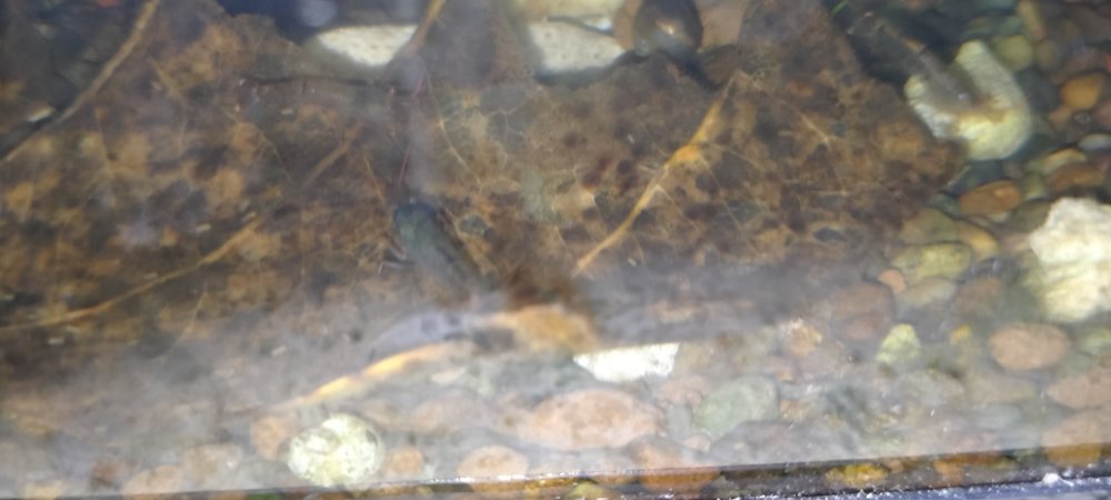 Bluish Shrimp.jpg