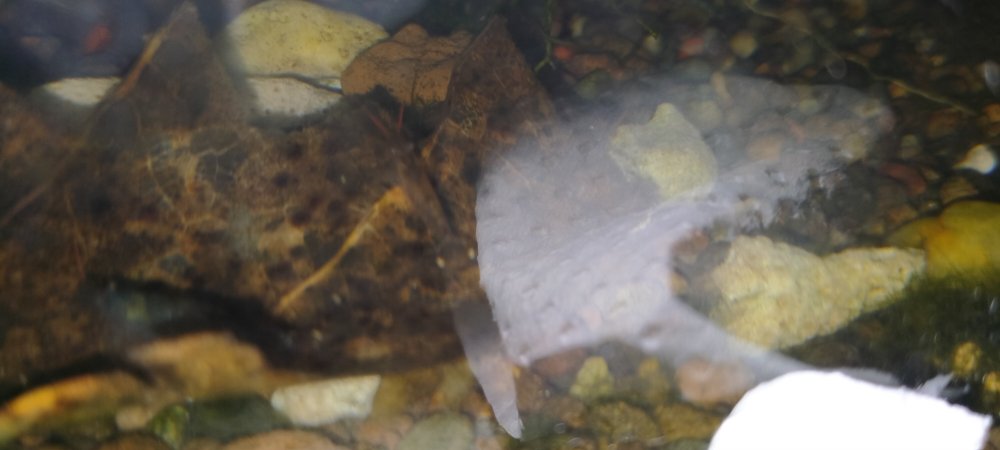 Reddish Shrimp.jpg