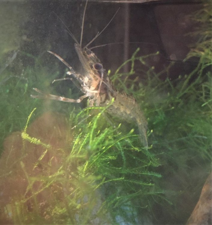 Rehabilitated shrimp.jpg