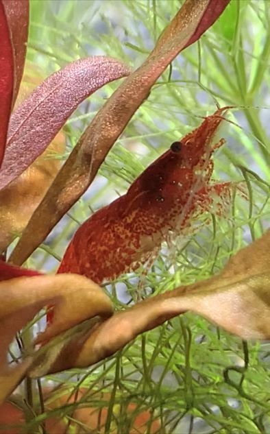 1830637935_Shrimpsmall.jpg.c2f85d985cbb4fdae4bb7c9d9110c3e5.jpg