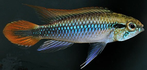 DoubleRedAgassizii.jpg.293fb18e07d11f68e545800522e3321b.jpg