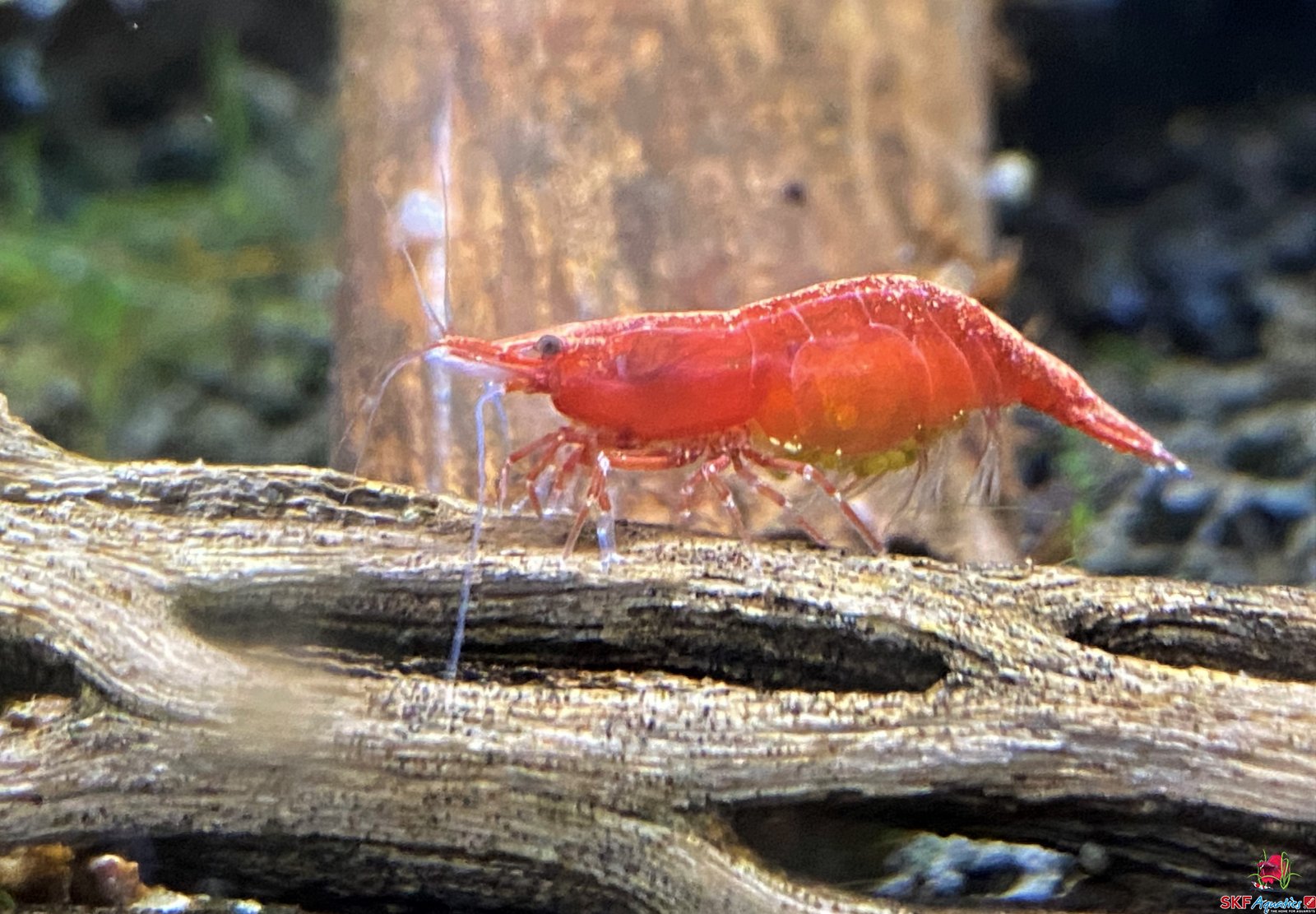large.shrimp.jpg.0555009ff185e32c3b1f8fd44f7edd1a.jpg