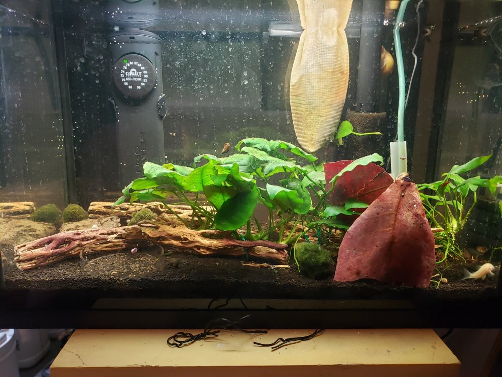shrimp_tank.jpg