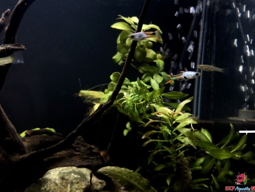 The Endlers