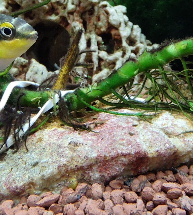 2113398362_babyapisto.thumb.jpg.4c99034de5d6c007bd4014b05be6d253.jpg